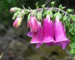 Sanjuanes-dedalera(Digitalis purpurea)