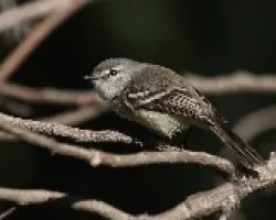 Piojito comun