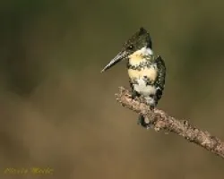 Martin pescador chico - Chloroceryle americana - Hembra