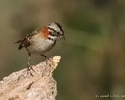 Zonotrichia capensis