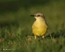 Picabuey (Machetornis rixosus)