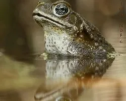 Sapo Comun
