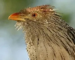 Pirincho (Guira guira)