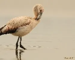 Flamenco austral (Phoenicopterus chilensis)