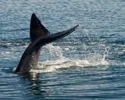 Eubalaena Australis