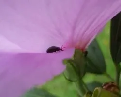 flores
