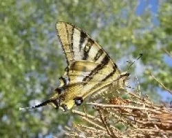 Papilo Machaon