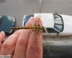 Libélula en mi mano
