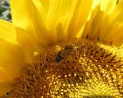 Abeja recolectando néctar en girasol