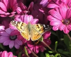 Mariposa entre margaritas