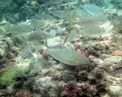 Peces del Mediterraneo