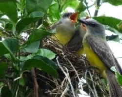 Comiendo