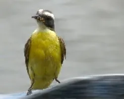 Pecho Amarillo