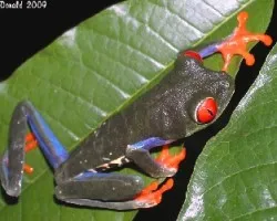 ag. callidryas
