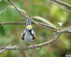 Chestnut sided Warble