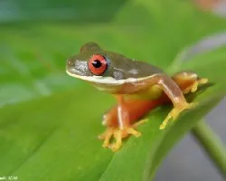 Duallmanohyla  uranochroa 