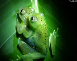 Cochranella granulosa