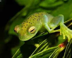 Cochranella granulosa