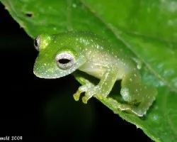 Teratohyla pulverata