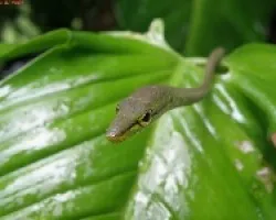 Oxibelis brevirostris 
