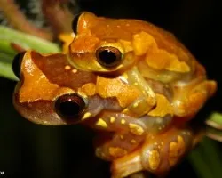 Dendropsophus ebraccatus