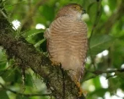 Tiny Hawk