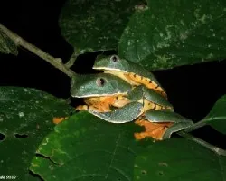 calcarifer 