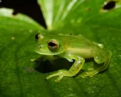 Centronella Prosoblepon