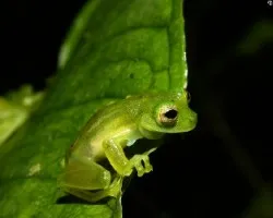 Centronella Prosoblepon