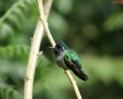 Violet-headed Hummingbird 