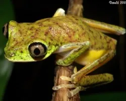 Phyllomedusa lemur (8)