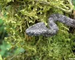 Sibon nebulata