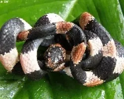 Dipsas articulata (8)