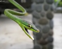 Oxibelis brevirostris (3)