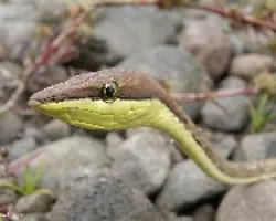 Oxibelis