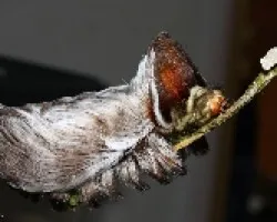 Lepidoptera. Megalopygidae