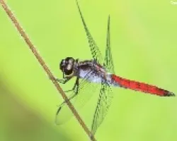Odonata. Libelulidae.jpg