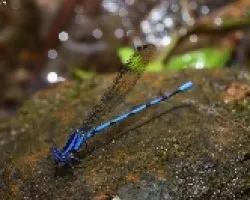 Odonata. Argya sp.