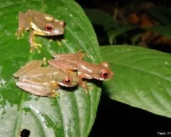 Duellmanohyla rufioculis