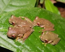 Duellmanohyla rufioculis