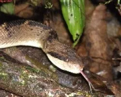 Lachesis stenophrys(Mata Buey) 