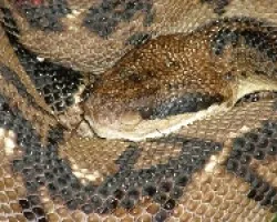 Lachesis stenophrys(Mata Buey)