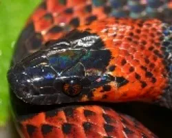 Oxyrophus petolarius (2).jpg