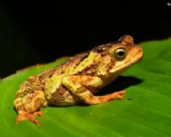 Incilius coniferus