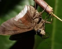 Mariposa