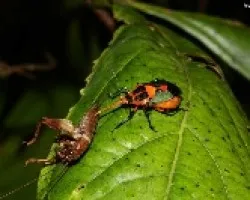 Hemiptera. Reduviidae
