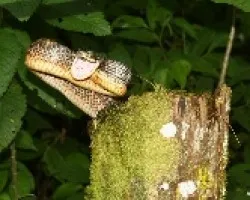 Prynornax poecilonotus