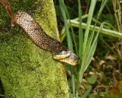 Prynornax poecilonotus