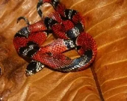 Erythrolamprus bizona