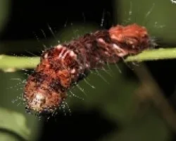 oruga